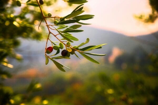 Olive Oil